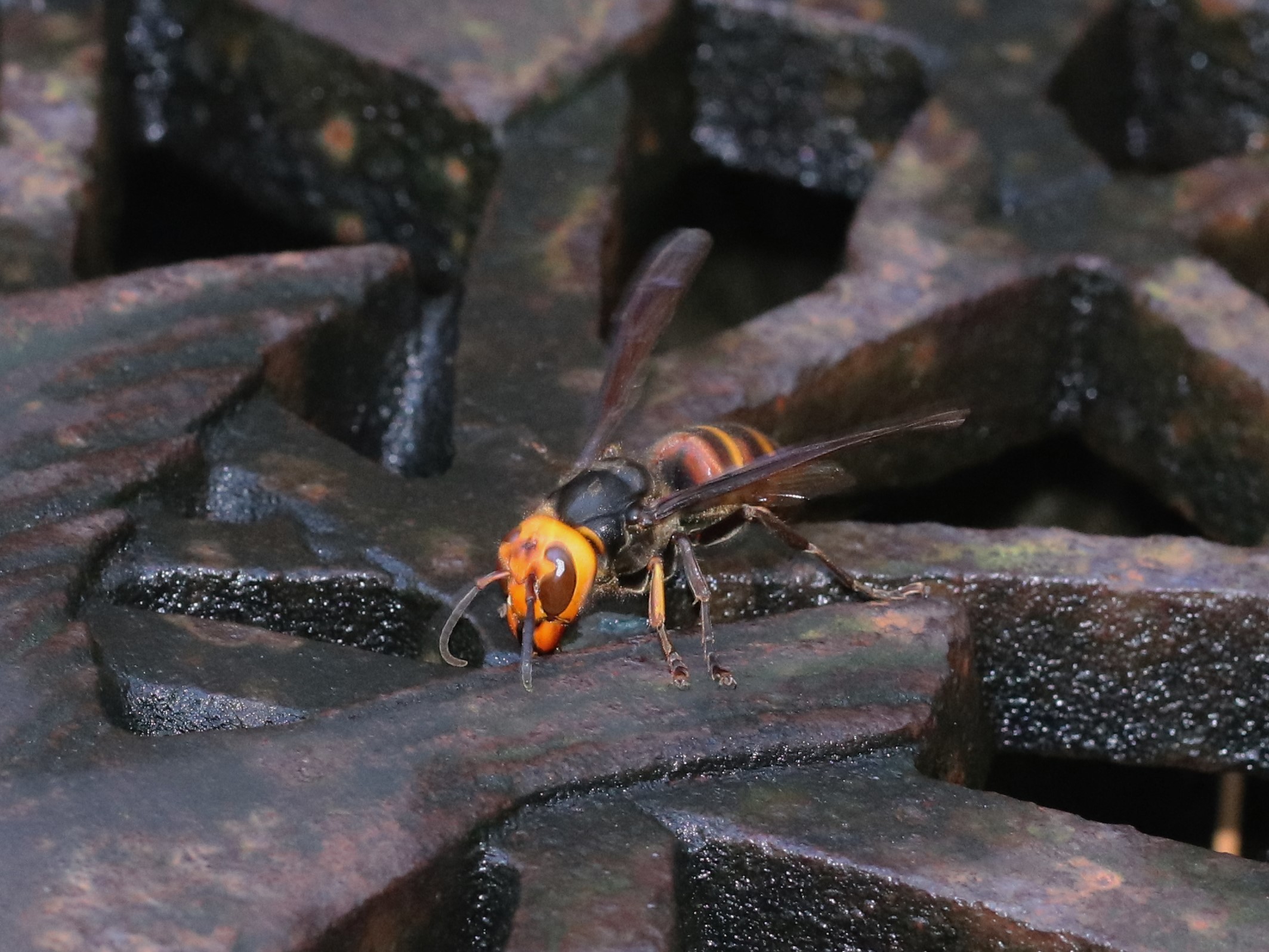水道のコガタスズメバチ